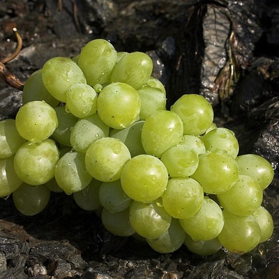 Uvas verdes